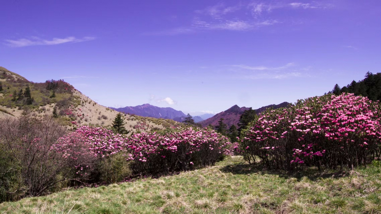 湖北宜昌賞花五日遊