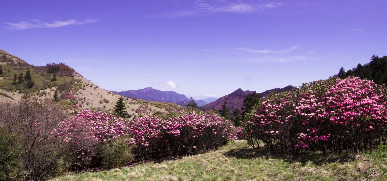 湖北宜昌賞花五日遊